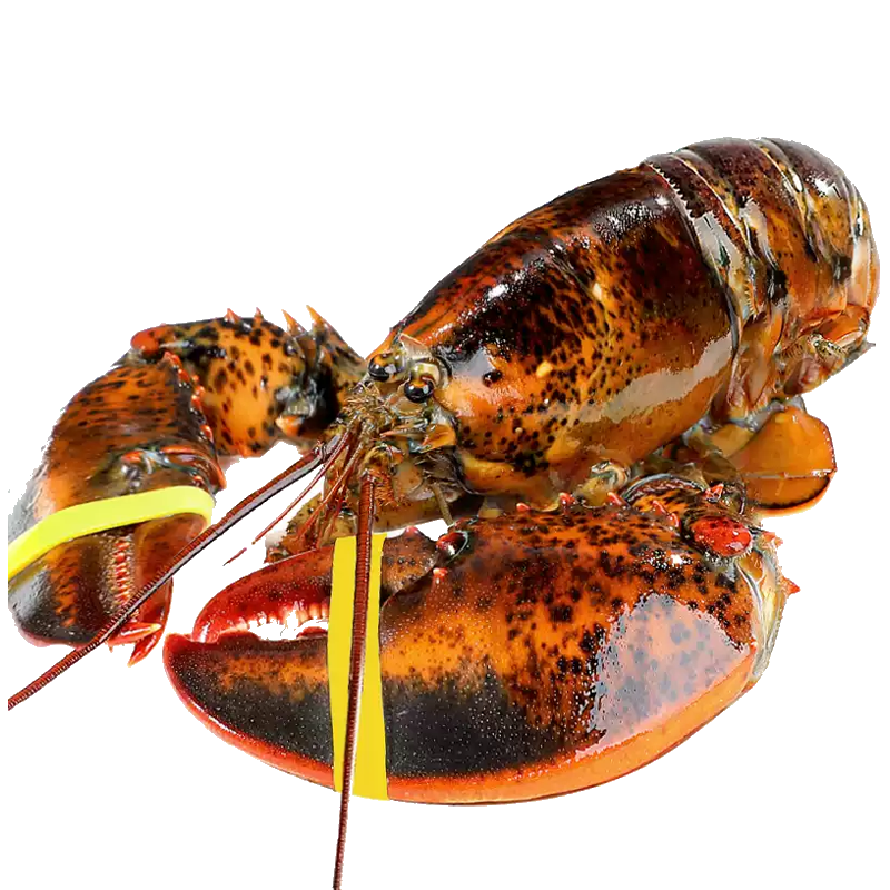 ����Ǣ�ش���Ϻ��ʿ����Ϻ ��������޴���Ϻ����ˮ�������䶳Ϻ�� 1ֻװ������450g-550g/ֻ��