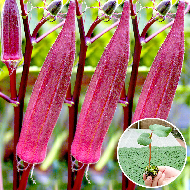 农之子 秋冬菜苗 菜苗秧蔬菜苗子寿光耐寒四季春季大棚带土 红秋葵苗