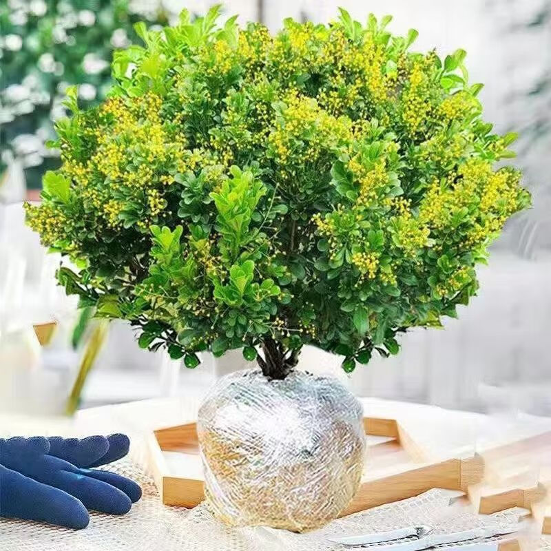 四季开花浓香型绿植吸醛室甲内阳台盆栽 20年米兰高杆棒棒糖(带花苞精