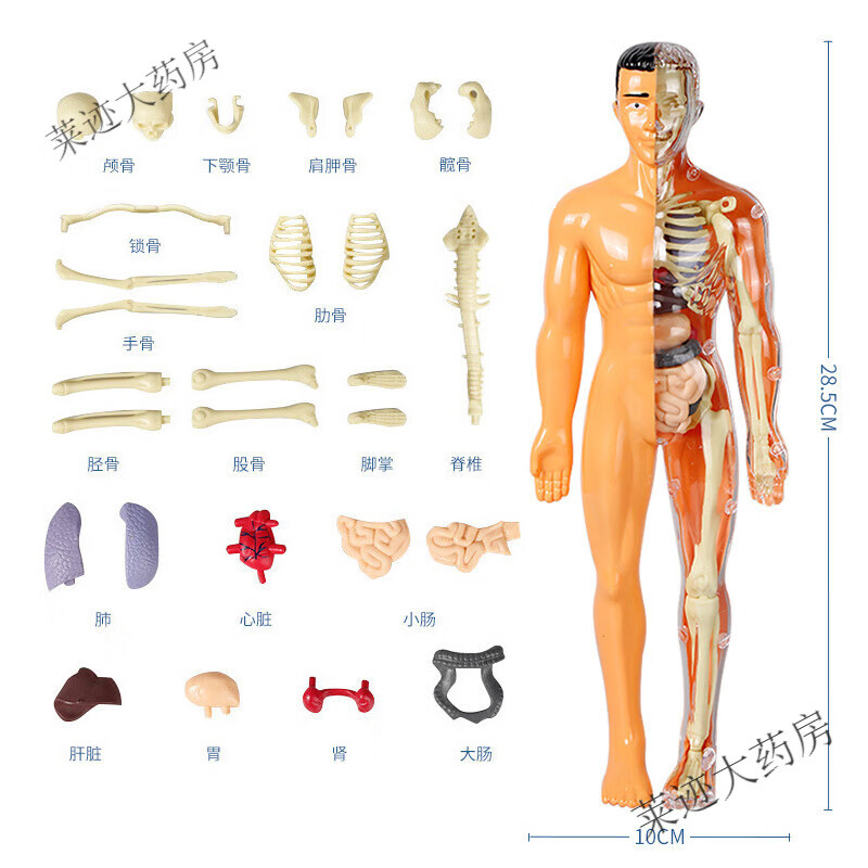 鱼跃（Yuwell）初中生物人体结构骨骼架模型器官脏解剖3d医学可拆卸拼装儿童玩具 半透明款-人体模型