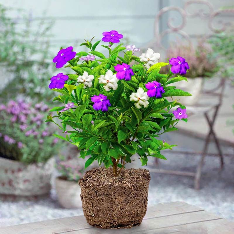 尚尚木双色茉莉花盆栽植物 原土