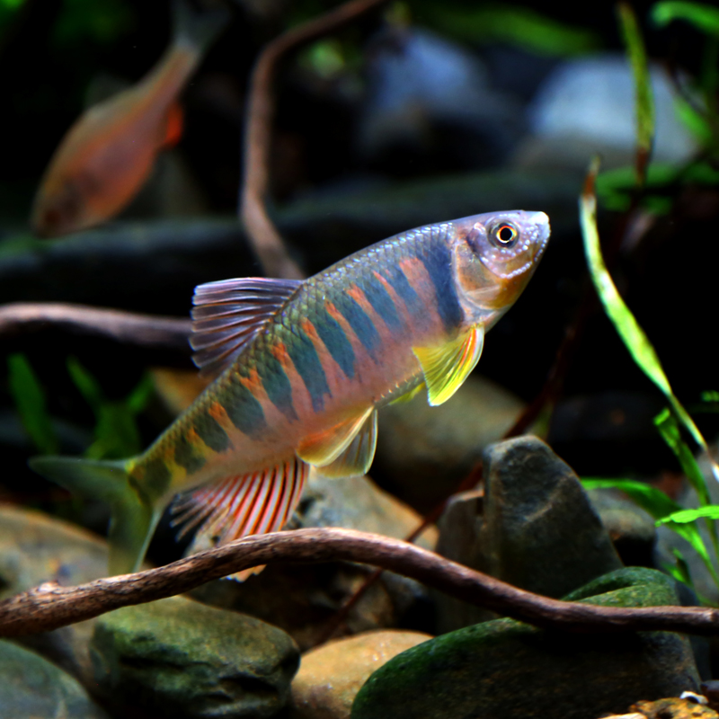 鱼宽长鳍鱲溪流马口活鱼好耐活混养鳑鲏锦鲤 精品发色公鱼长鳍鱲10条