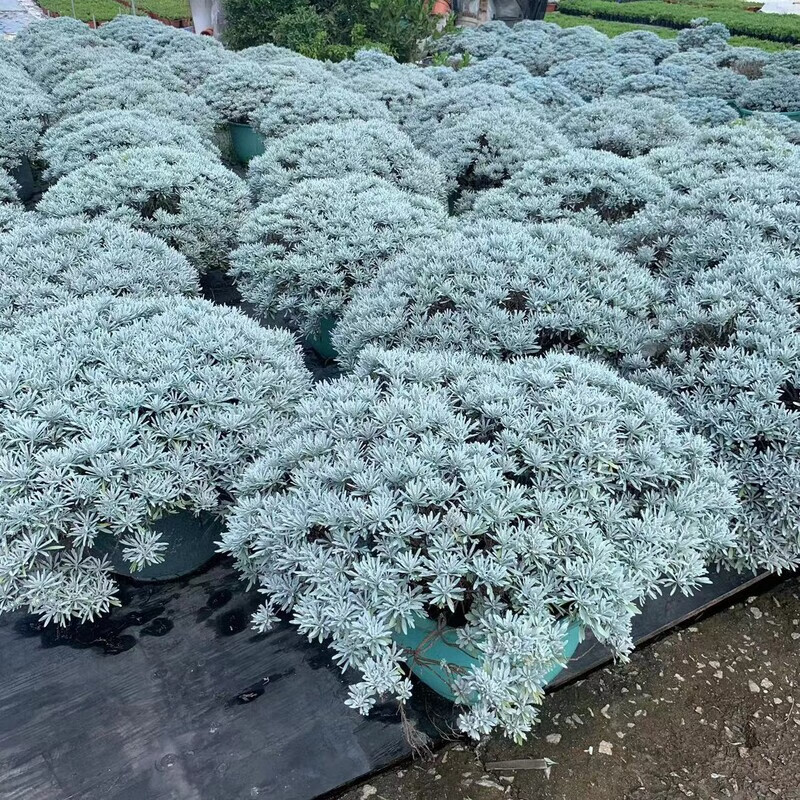 玉芙蓉菊雪香艾千年艾老人花绿植盆栽食用中草药植物耐寒适应性强 加仑盆 冠幅20cm 带盆栽好