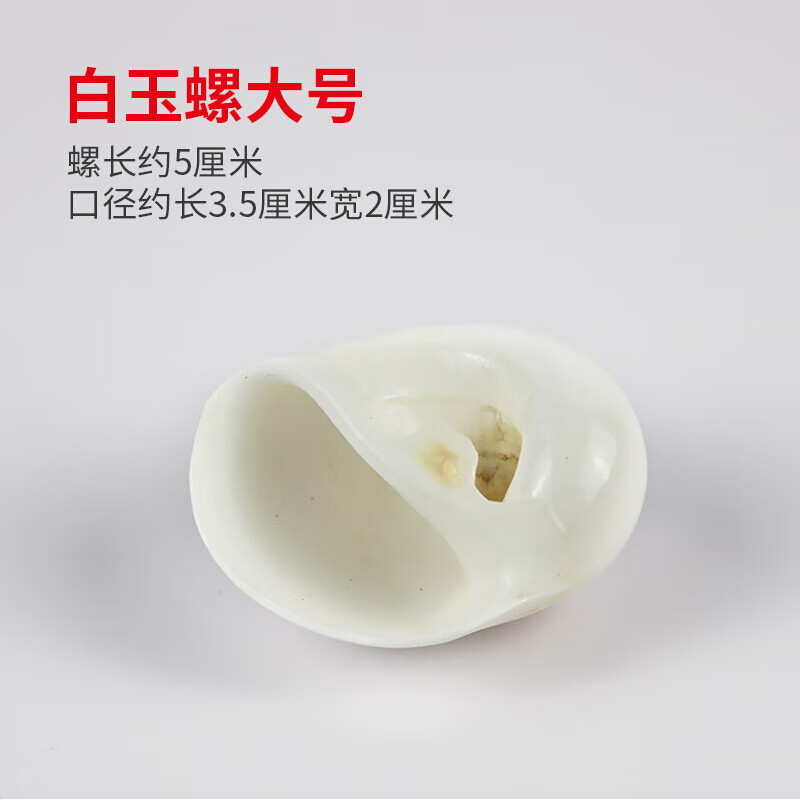 鱼备用壳寄居蟹替换壳专用壳鱼缸造景水族箱装饰 白玉螺大号(约5厘米)