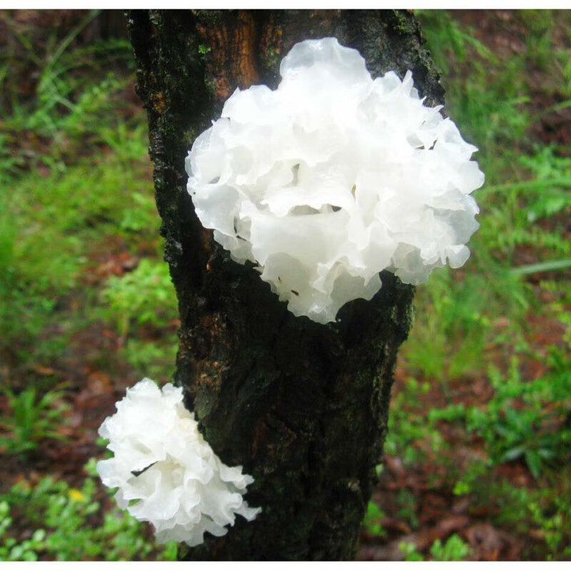 禾澹新货野生通江银耳白木耳椴木银耳干货无硫无添加新鲜雪耳500g糯稠