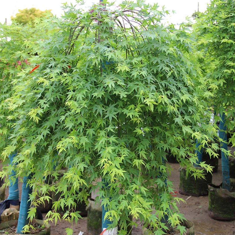 曼杉园(manshanyuan)流泉枫日本枫树品种垂枝枫瀑布地毯枫庭院阳台