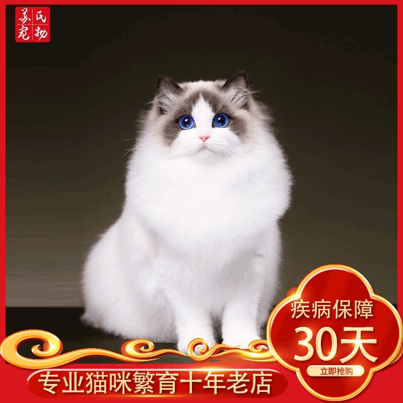 涴喵 苏氏布偶猫幼猫宠物猫咪活体布偶长毛仙女猫家养小猫 血统级