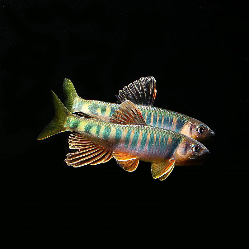 大脸兔高体鳑鲏鱼七彩长鳍鱲宽鳍鱲麦穗鱼马口鱼原生爆缸冷水鱼观 长