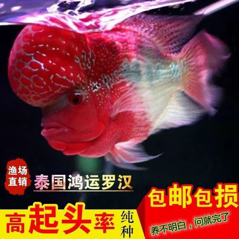 【采缇】 罗汉鱼苗鸿运蛇纹重金属马骝泰金幻彩红马金花红德萨斯活体