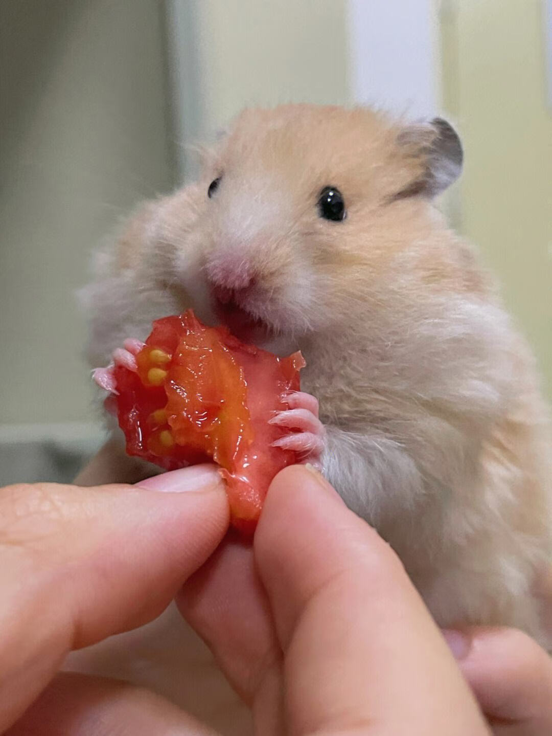 宠物仓鼠金丝熊活物打过 黄色 优质金丝熊一只(大部分为k 金丝熊