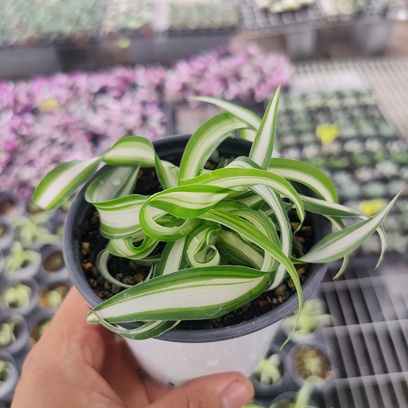 芊阙*轻奢芊阙油画婚礼吊兰盆栽室内植物易养垂吊花卉观叶绿植办公