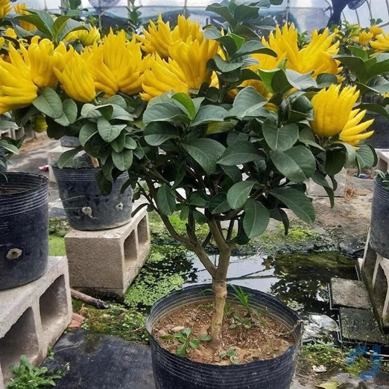 物鲜仙子带果阳台室内盆栽庭院花卉金佛手树苗千佛手瓜水果树苗佛手柑