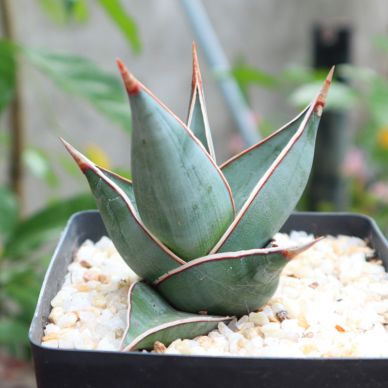 步行者黑魔殿 虎皮兰龙舌兰多肉植物 步行者8cm左右 裸根不带土