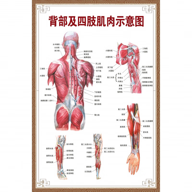 人体肌肉挂图 医院全身人体肌肉骨骼器官内脏解剖大挂图男性肌肉分布