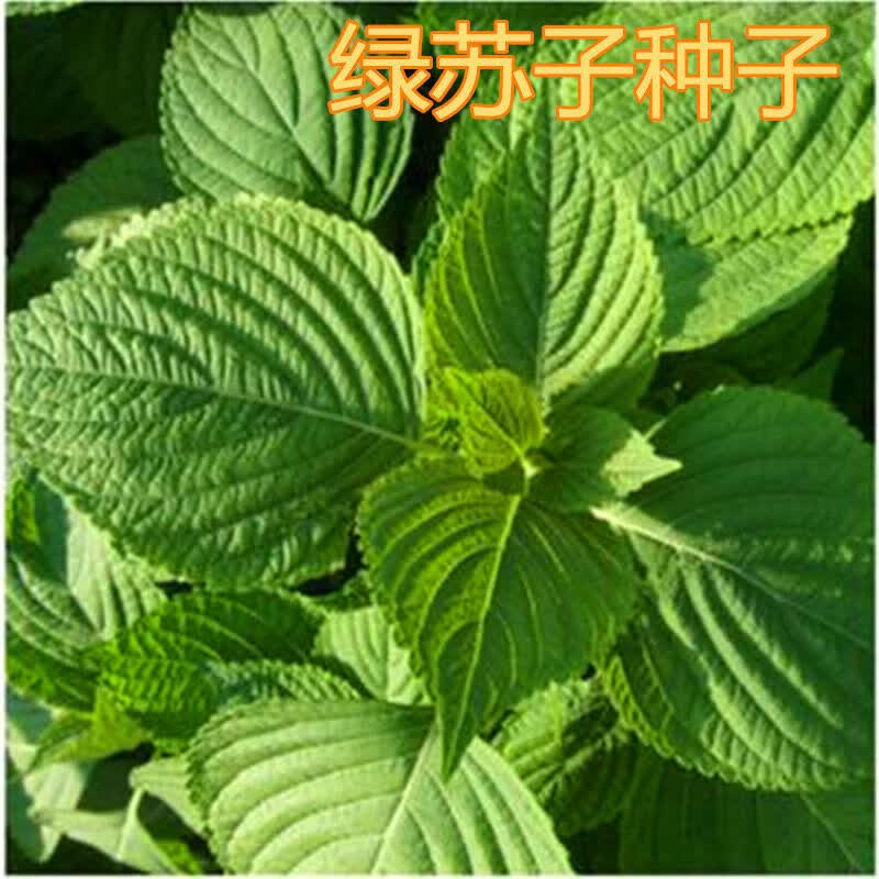 苏子叶种籽子东北大叶绿苏种子可食用春秋四季种阳台盆栽蔬菜 绿苏种子【原装1包】约600粒使用感如何?