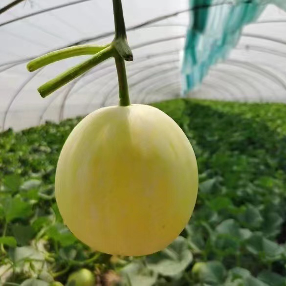 秦品堂阎良甜瓜正宗头茬甜瓜源头直供原产地直发脆甜白皮水果 阎良甜瓜4.5-5斤【3-6枚】