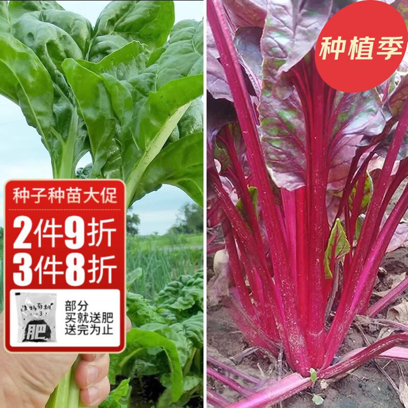神禾 根达菜种子苗甜菜春季耐热耐寒青菜蔬菜种籽 根达菜种子 8g 红根
