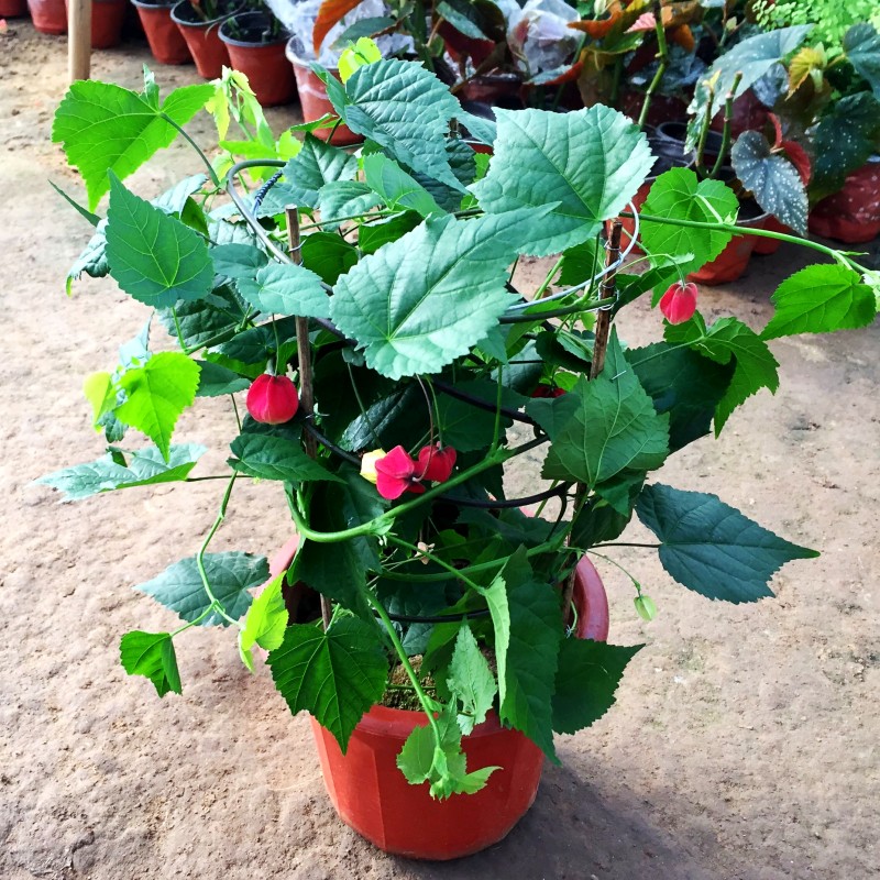 花蔓性红灯笼花盆栽藤蔓植物庭院阳台爬藤四季种植开花漂亮吊钟花苗