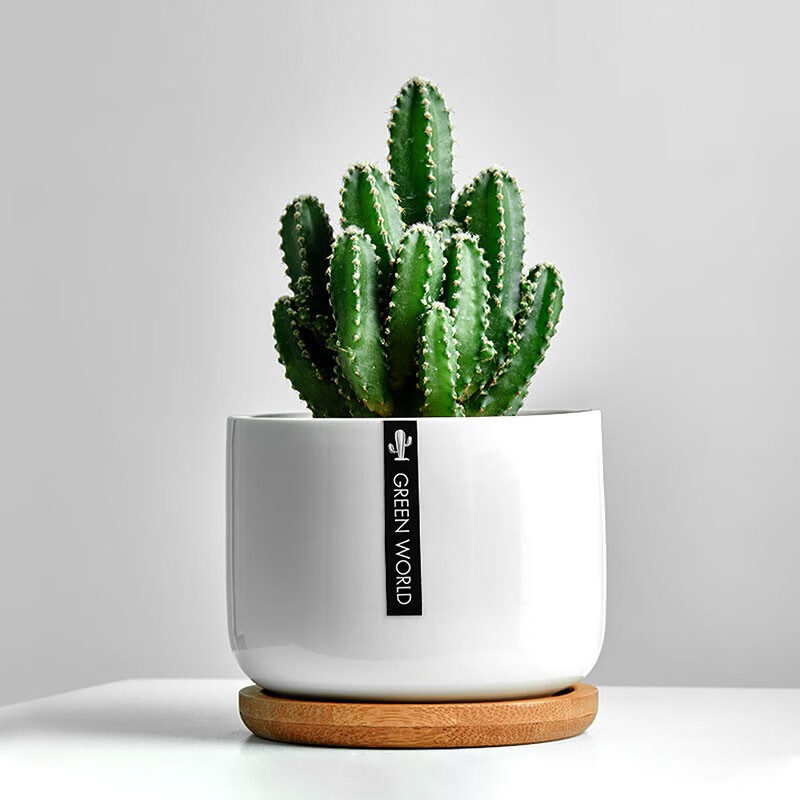 多肉植物京东历史价格|多肉植物价格历史