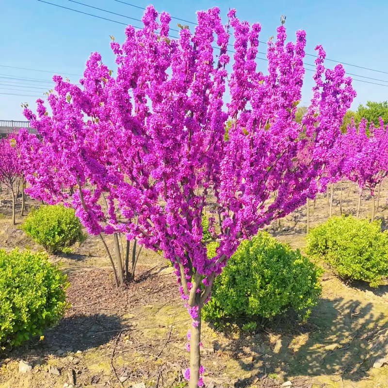 花嫁衣庭院别墅丛生独杆紫荆花树苗四季观赏树花卉植物地栽耐寒满条红