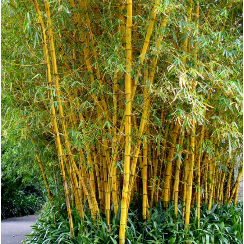 mojy金镶玉竹黄金间碧玉竹黄金竹可盆栽的彩色竹子庭院绿化植物 (品种
