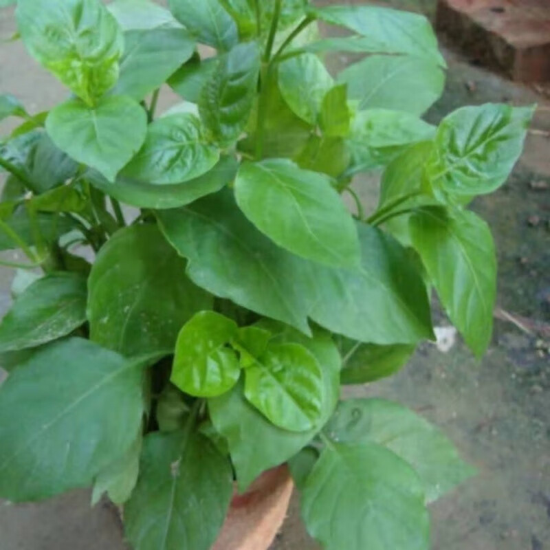 血通菜苗狗肝菜猪肝菜,羊肝菜,路边青,六角英带泥发货 三颗苗