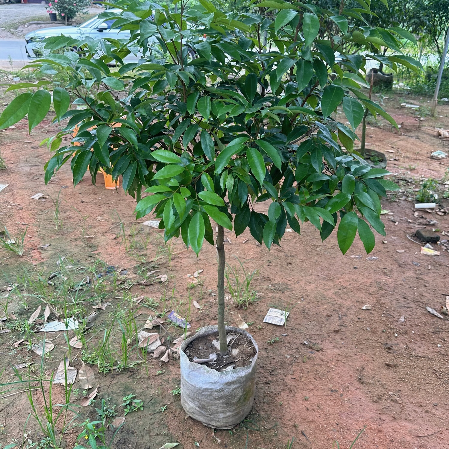 观音绿荔枝苗一颗