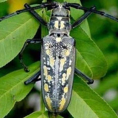 秋颖中国大扁锹甲成虫野生甲虫独角仙活物秋甲中大爬虫包活 天牛一只