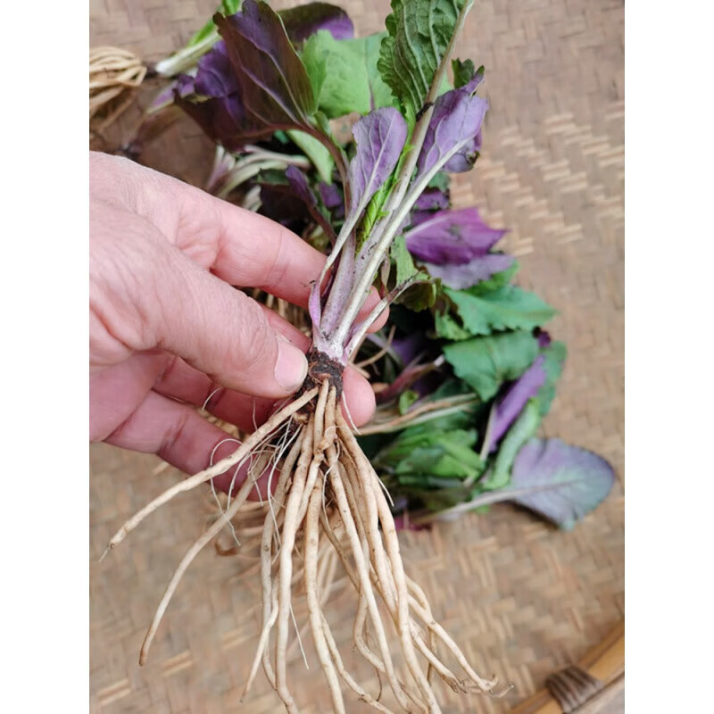 贵州新鲜野青菜中药材 菊三七草药天青地红青菜野茼蒿菜500克