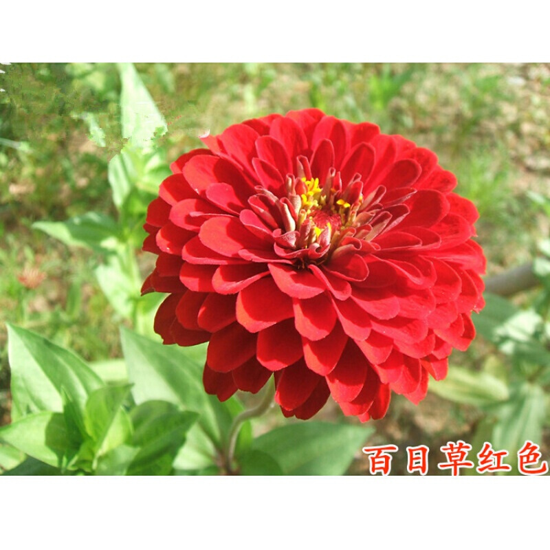 JD花草林木类价格走势|花草林木类价格比较