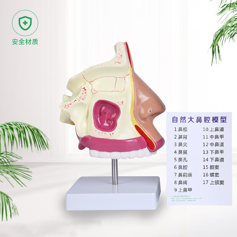 放大鼻腔模型 鼻腔解剖 鼻子模型 五官科 眼耳鼻咽喉 医用模型 包