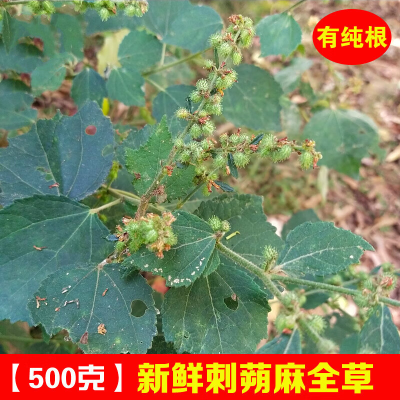 宜安堂天然新鲜刺蒴麻 晒干全草现采黄花地桃花 材黄花虱麻头缡头婆