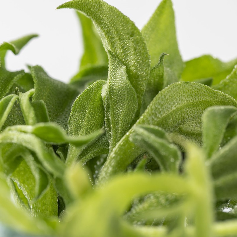 良邻和优  冰草冰菜冰叶西餐凉拌火锅生吃沙拉食材新鲜蔬菜 冰草 1斤