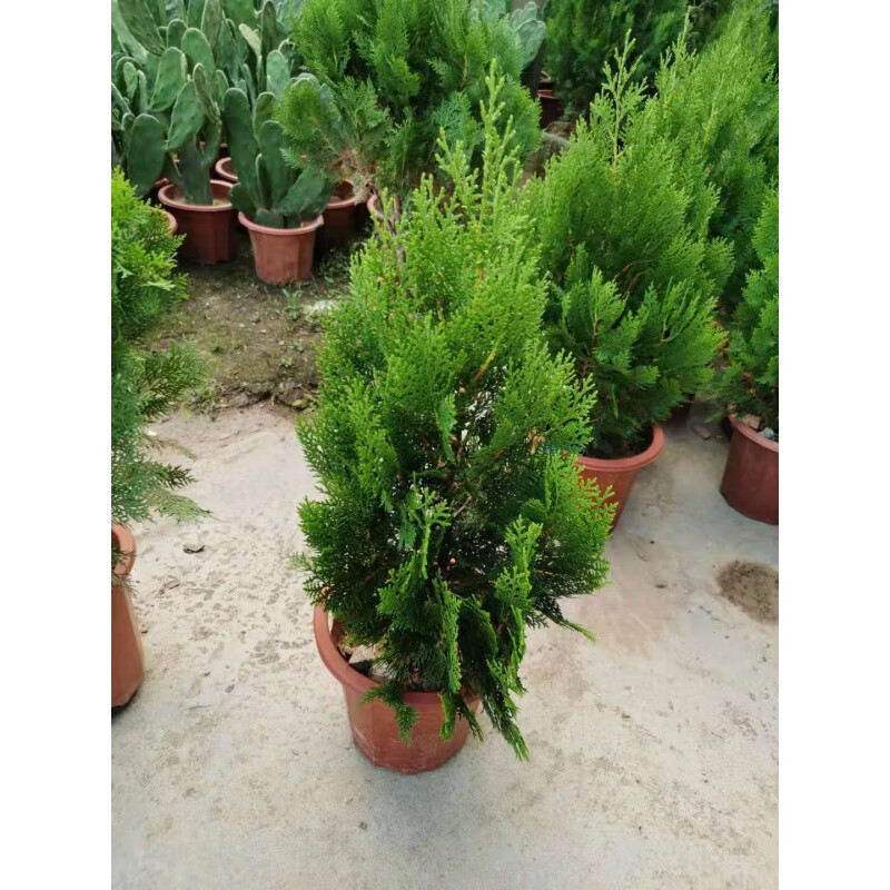 醉春木侧柏柏树盆景绿植室内外阳台除甲醛扁柏植物树苗易活净化空气