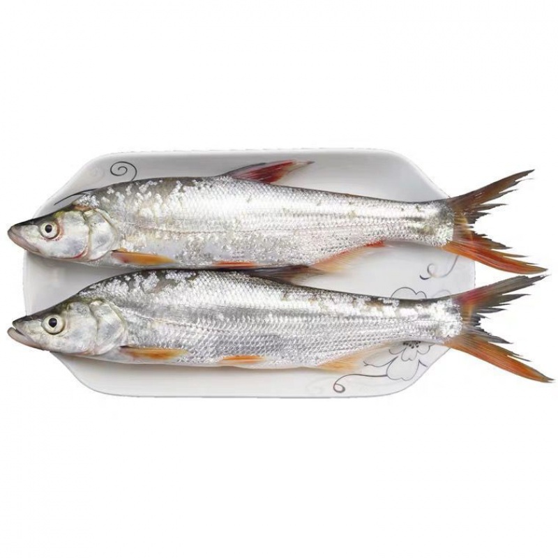 lism千岛湖鱼红珠鱼红梢子尖头梢红尾新鲜翘嘴鱼海鲜批发活体生物