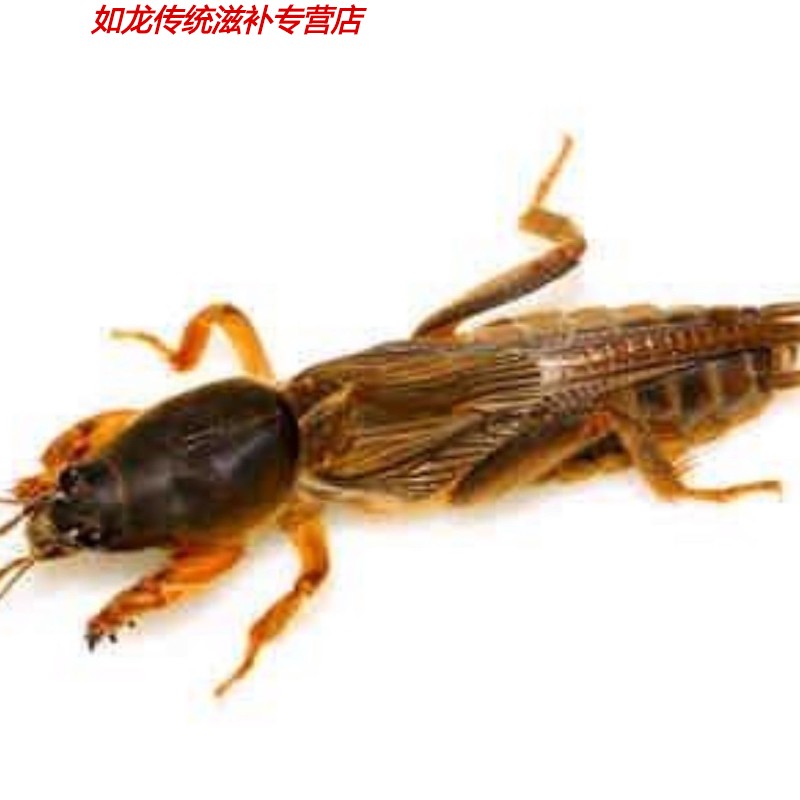 伟博活体蝼蛄蝼蛄活体昆虫拉拉蛄土狗子拍下现抓包活昆虫药用宠物