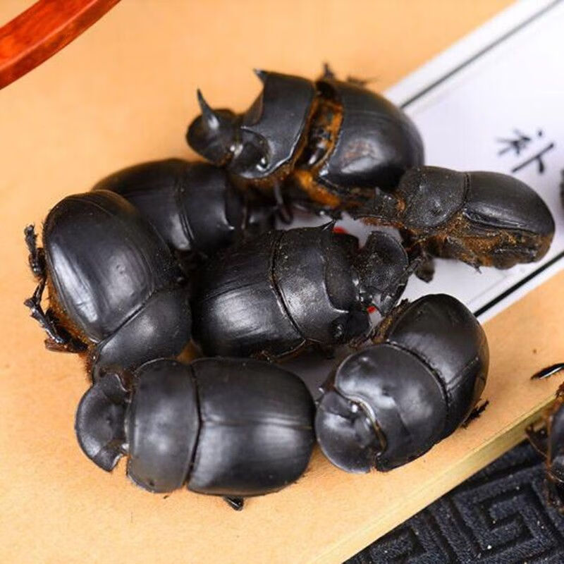 屎壳郎 大将军 蜣螂虫 推粪虫中药材店铺清水 100克