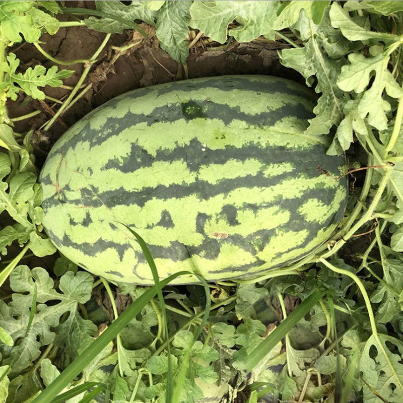 甜王8424麒麟瓜种子南方盆栽种子春季种植蔬菜苗 西农8号西瓜嫁接苗