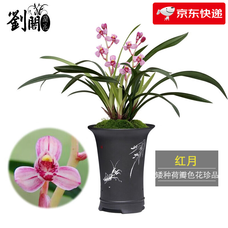 劉閣蘭花 兰花四季兰铭品色花红月矮种夏带浓香花苞绿植花卉盆栽 3苗