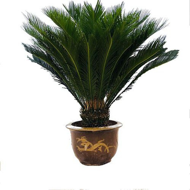 铁树苗 小苏铁 铁树苗植物盆栽苏铁苗大铁树庭院阳台室内绿植四季常青