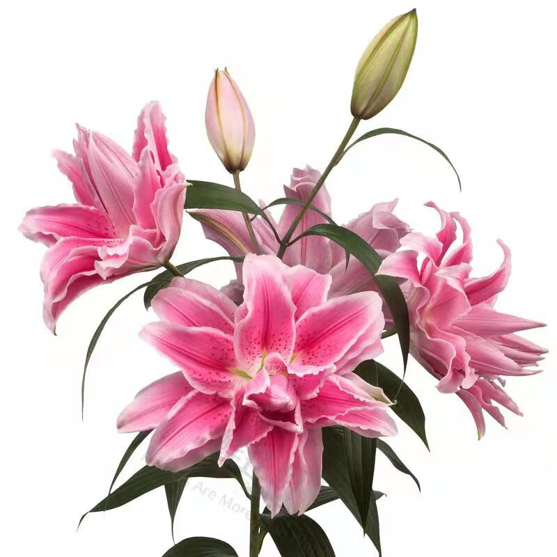 鲜花町滑雪板重瓣百合香水亚百眼线云南昆明基地直发家居插花节日