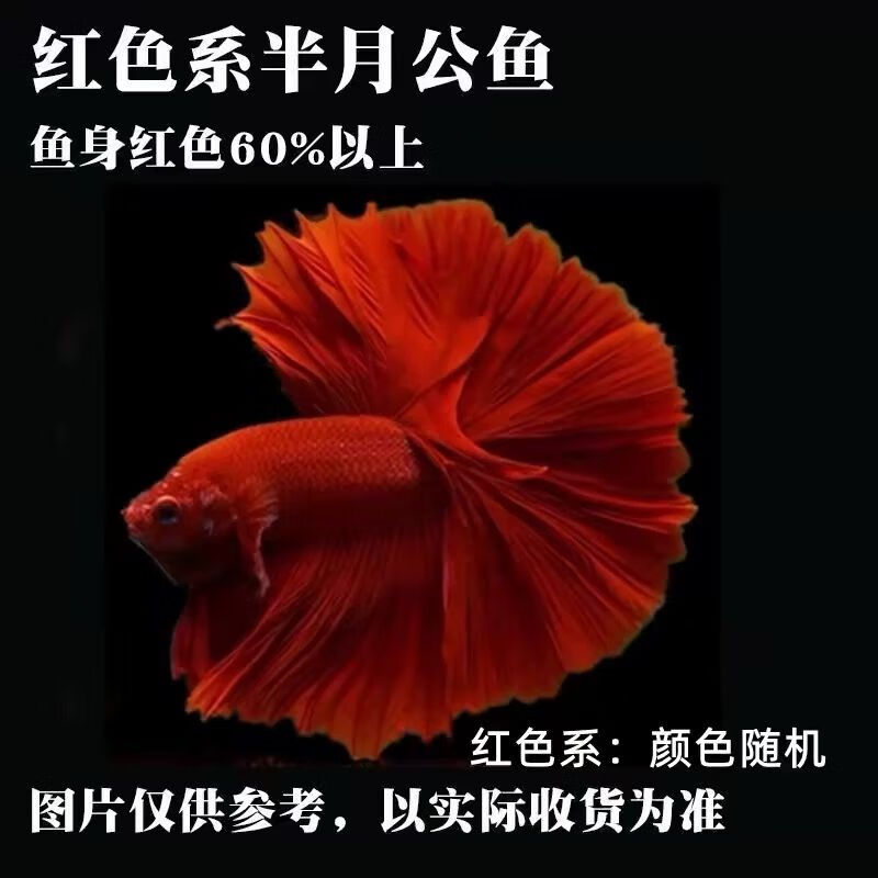 寵以沫泰國斗魚精品觀賞魚半月馬尾獅王淡水好養(yǎng)耐活魚缸寵物小型熱帶魚 精品半月/紅色系大尾3條