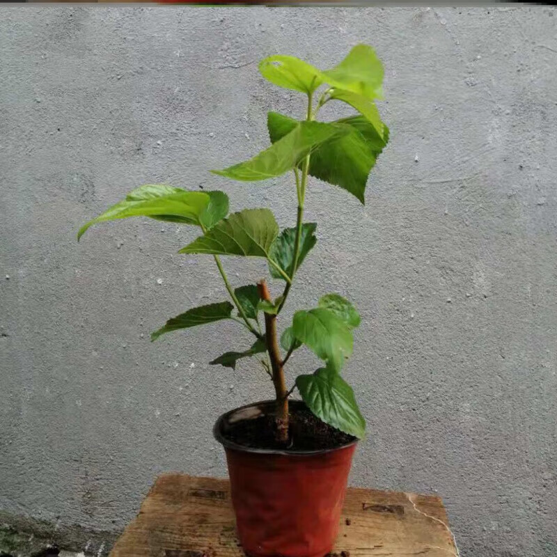 醉春木桑叶树苗养蚕桑树活苗小苗桑叶苗桑葚树苗盆栽蚕宝宝食物喂蚕