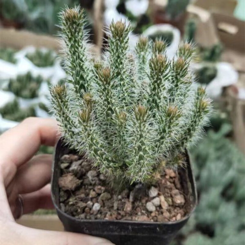 松鼠团扇仙人掌开花仙人球多肉植物花卉阳台办公室桌面盆栽 松鼠团扇