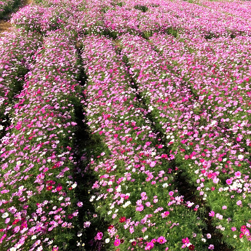 子四季开花多彩格桑花籽易活室外庭院野花组合花 矮杆混色波斯菊半斤