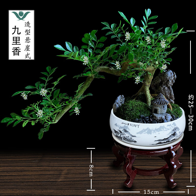 九里香盆栽中式盆景悬崖造型小老桩办公室内驱蚊绿植花卉书桌植物 悬崖式九里香(紫砂盆) +木架 整套成品（山石苔藓，带盆种好）