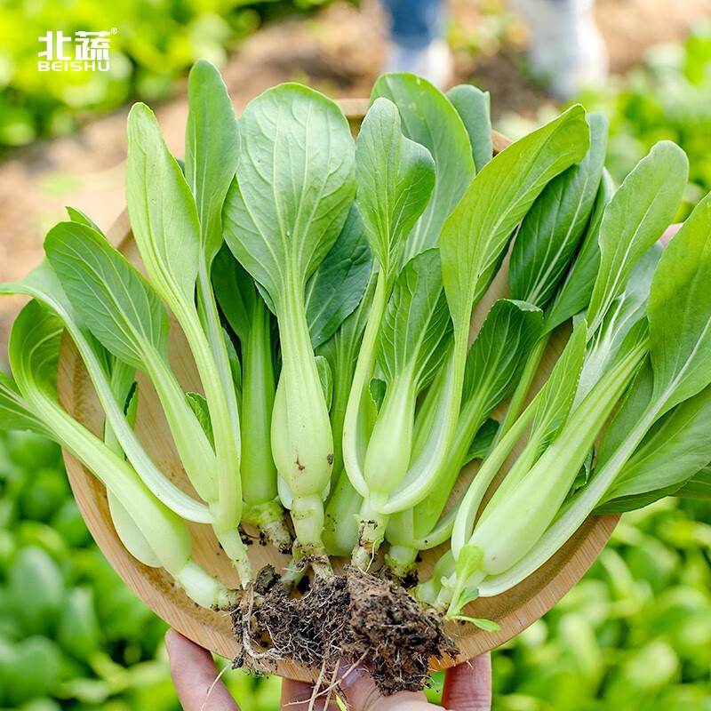 北蔬鸡毛菜种子四季播种蔬菜阳台青菜籽 北蔬卓脆系列全季鸡毛菜种子
