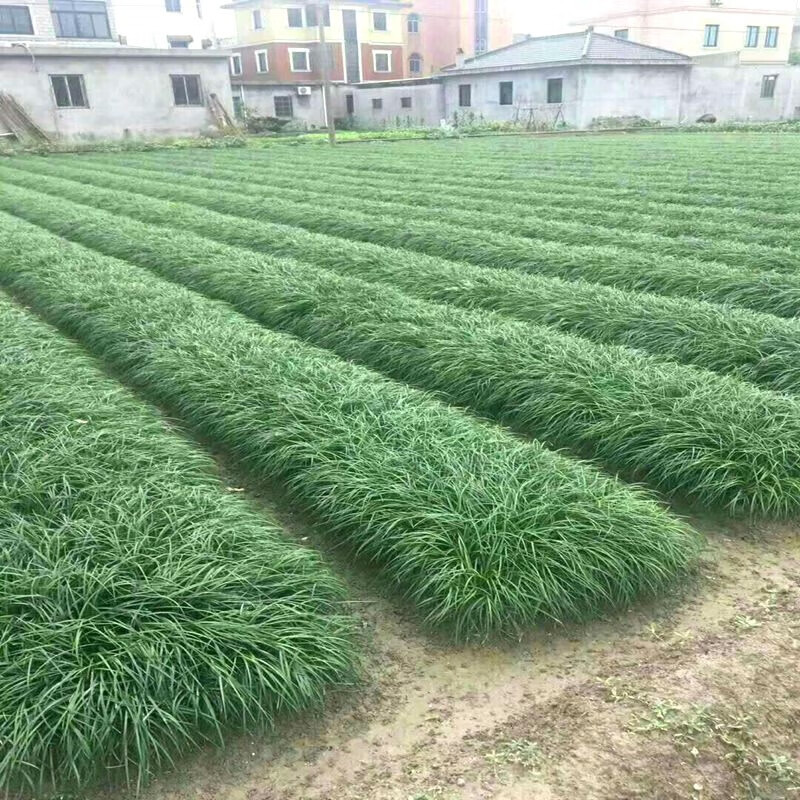 麦冬草苗 地被植物 大中细青叶麦冬 金边麦冬 日本矮麦冬 庭院绿化