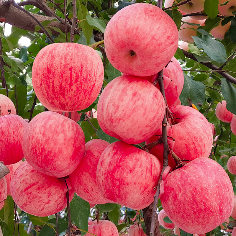 憶芗红富士脆甜苹果树苗嫁接苹果苗全国四季种植高产易活当年结果 2年苗粗1厘米