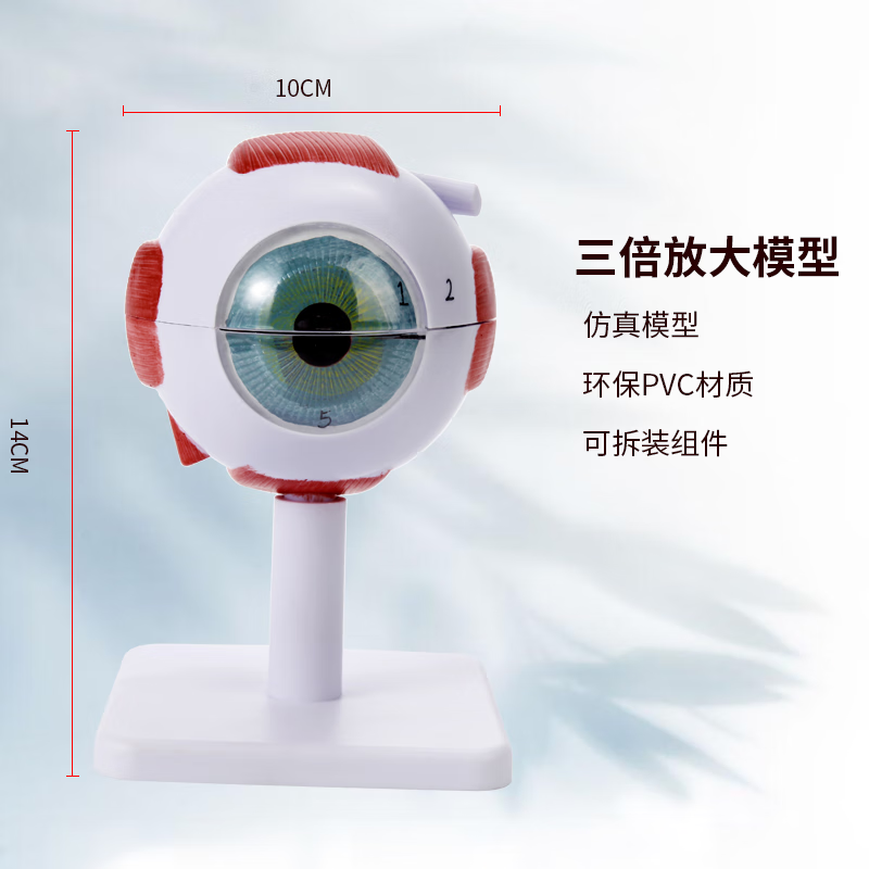 眼球模型人体  教学解剖结构可拆卸儿童仿真眼睛玩具医